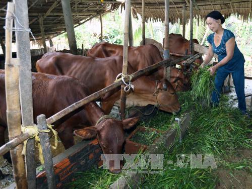 Giúp nông dân thay đổi tập quán canh tác, vươn lên làm giàu 